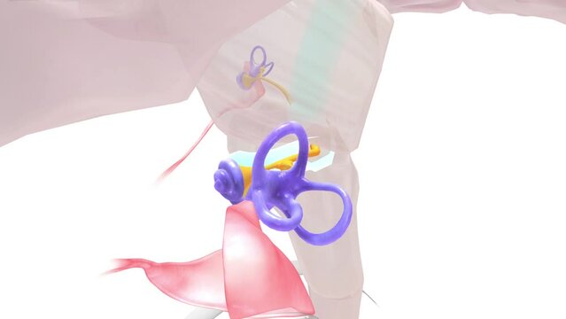 Auditory Pathway Vestibulocochlear nerve