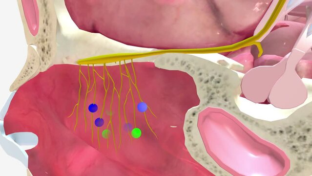 The olfactory tract is an inclusive structure that contains fibers of the lateral olfactory tract, cells of the anterior olfactory nucleus