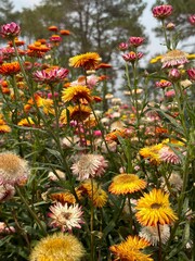 red and yellow flowers