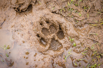 Dog paw print in mud - obrazy, fototapety, plakaty