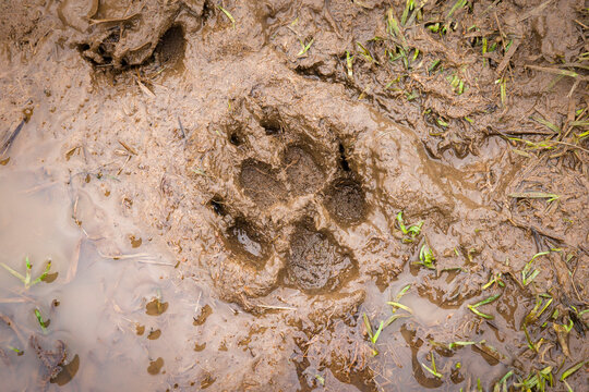 Dog paw print in mud