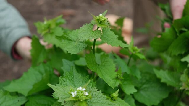 hand picking herbs: garlic mustard