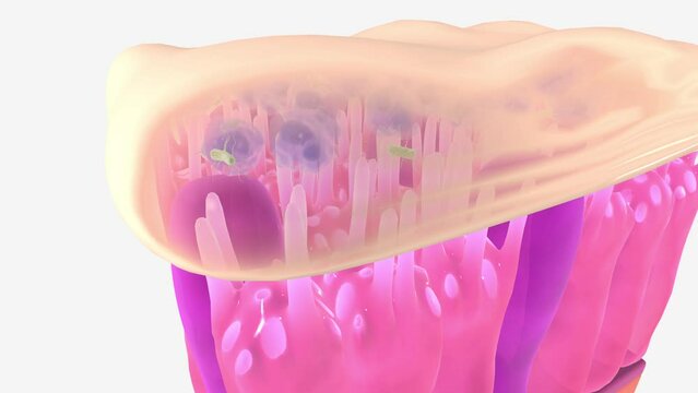 Damaged cilia can't do their job of sweeping dirt and mucus out of your lungs