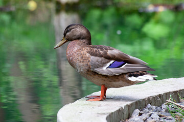 Duck in the park by the lake or river. Nature wildlife mallard duck on a green grass. Close up duck