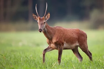 Fotobehang Red deer in the wild © Janusz