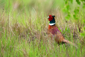 Pheasant in the wild