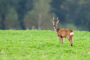 Plexiglas foto achterwand Buck deer in the wild  © Janusz
