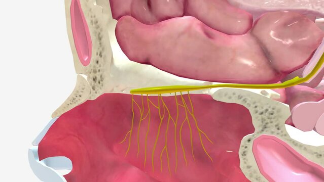 The olfactory bulb (OB) plays the central role in the processing of olfactory information