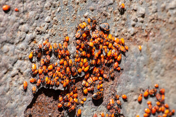 Clumps of firebug on the concrete surface. Pyrrhocoris apterus colony