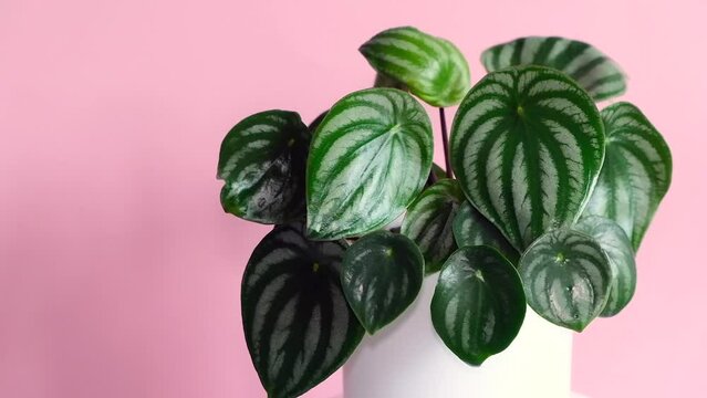Peperomia watermelon young houseplant on pink background. Growing indoor plants, hobby. Use of plants in interior.Footage, FHD, Rotation 