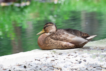 Duck in the park by the lake or river. Nature wildlife mallard duck on a green grass. Close up duck