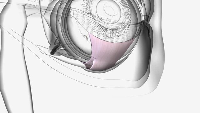 The capsulopalpebral fascia is analogous to the levator aponeurosis in the upper eyelid