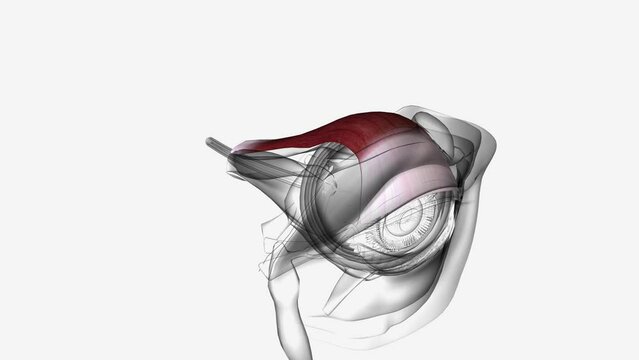 The function of the levator palpebrae superioris muscle is to raise the upper eyelid and to maintain the upper eyelid position