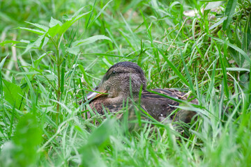 Baby duckling hide in grass in the park by the lake or river. Nature wildlife mallard duck on a green grass. Close up duck