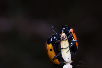 owad entomologia makro zbliżenie przyrody zwierzęcy szczegóły przyrodzie wild na zewnątrz lato 