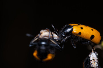 owad entomologia makro zbliżenie przyrody zwierzęcy szczegóły przyrodzie wild na zewnątrz lato 