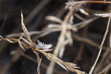 owad entomologia makro zbliżenie przyrody zwierzęcy szczegóły przyrodzie wild na zewnątrz lato 