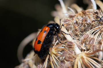 owad entomologia makro zbliżenie przyrody zwierzęcy szczegóły przyrodzie wild na zewnątrz lato 