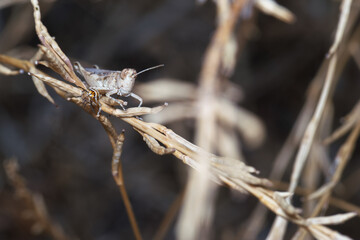 owad entomologia makro zbliżenie przyrody zwierzęcy szczegóły przyrodzie wild na zewnątrz lato 