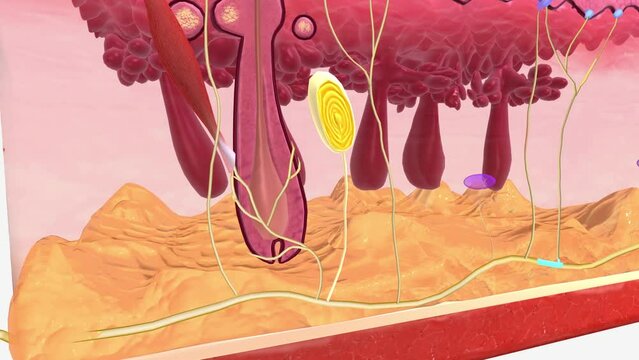 Pacinian corpuscles, also known as Vater-Pacini or lamellar corpuscles