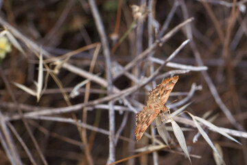 owad entomologia makro zbliżenie przyrody zwierzęcy szczegóły przyrodzie wild na zewnątrz lato 