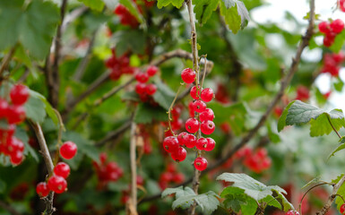 Obraz premium Clusters of ripe red currants hang on a bush. Healthy food concept. Growing plants and berries in the garden. The berries of red currant as a nutrition with vitamins for vegan.