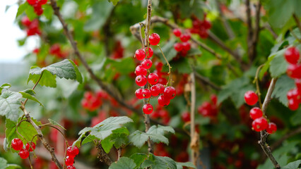 Obraz premium Clusters of ripe red currants hang on a bush. Healthy food concept. Growing plants and berries in the garden. The berries of red currant as a nutrition with vitamins for vegan.