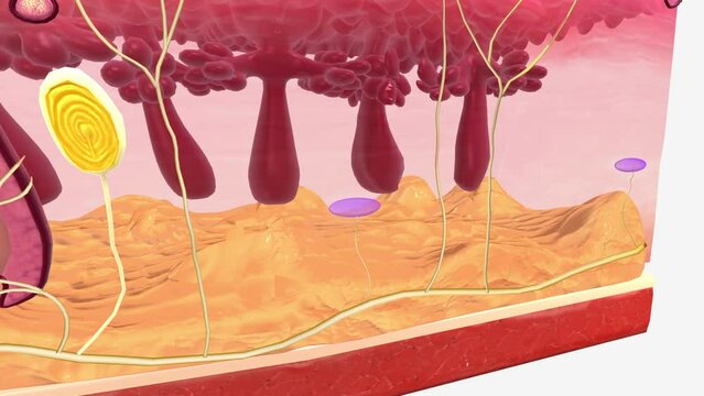 Ruffini Endings (or Corpuscles) are found in the superficial dermis of both hairy and glaborous skin