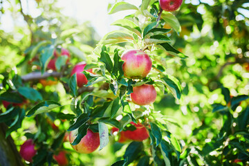 ripe organic apples on apple tree branch