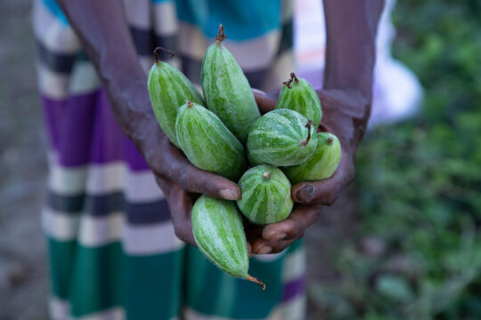 Farmer Hand-holding some raw green pointed gourd. selective Focus