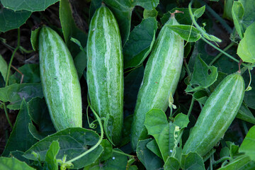 Obraz premium Pointed gourd growing in the garden. selective Focus