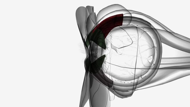 The tarsal plates serve as the main structural component of the eyelids