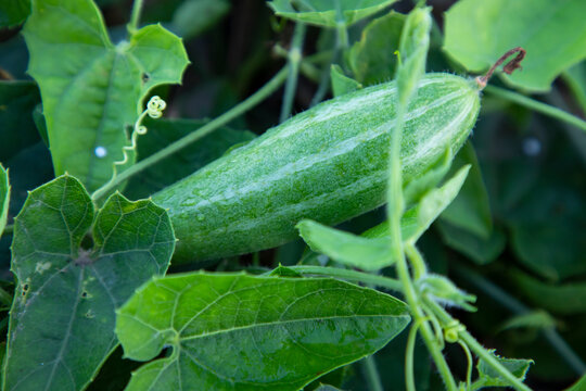 Pointed gourd growing in the garden. selective Focus
