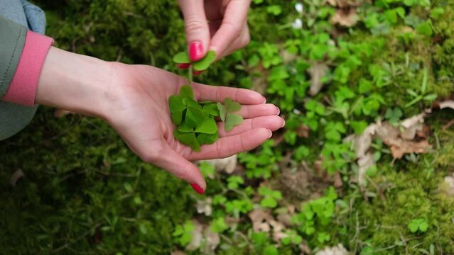 foraging edible herbs in spring