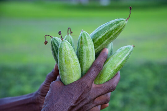 Farmer Hand-holding some raw green pointed gourd. selective Focus