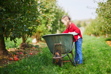 Adorable preschooler girl picking yellow ripe organic apples