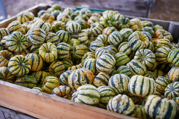 Fototapeta na wymiar Variety of colorful pumpkins on farmer market or shop