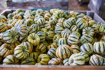 Variety of colorful pumpkins on farmer market or shop