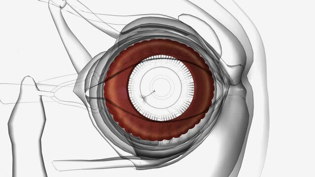 The ciliary muscle, which influences the shape of the lens inside the eye