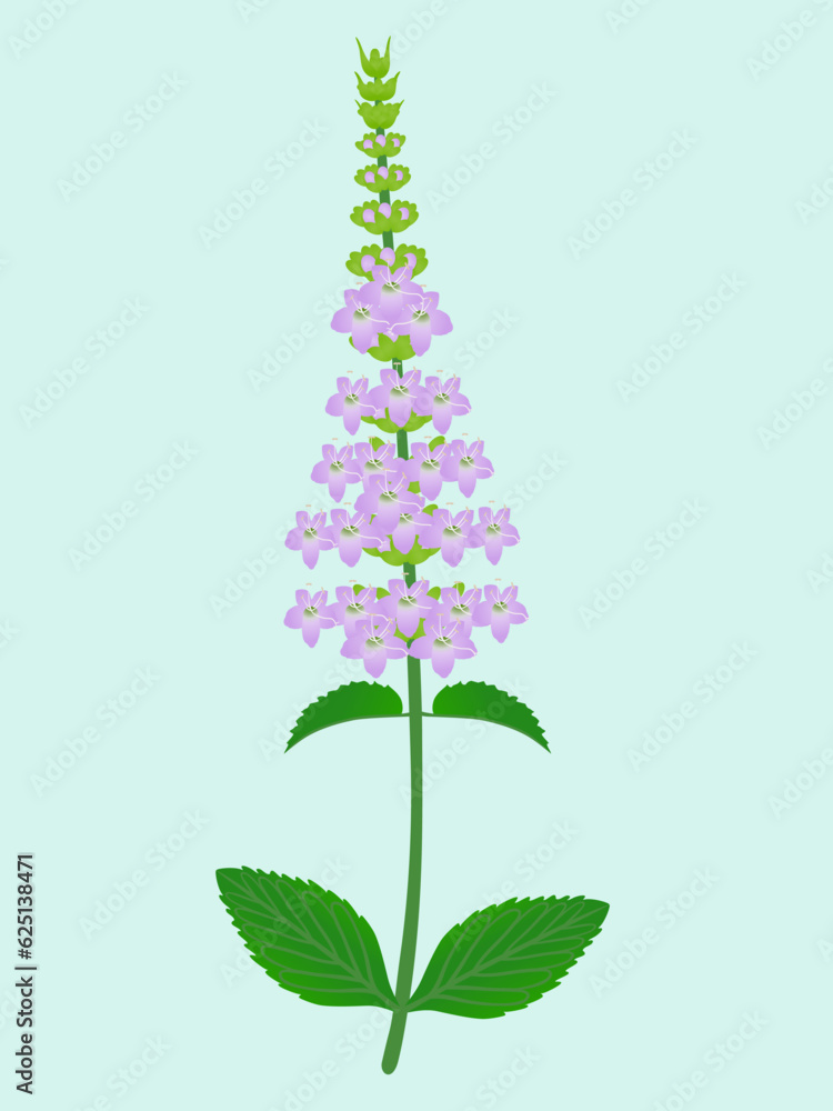 Canvas Prints mint inflorescence with leaves on a green background.