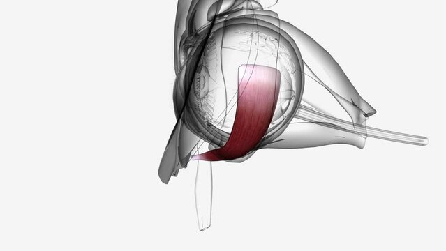 The inferior oblique muscle externally rotates, elevates, and abducts the eye