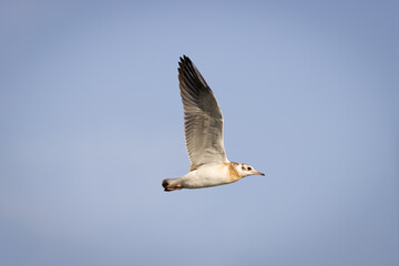 A young black-headed gull (Chroicocephalus ridibundus) flies in the blue sky. A young small gull with brown white plumage body, and close bill. Close-up portrait with details.