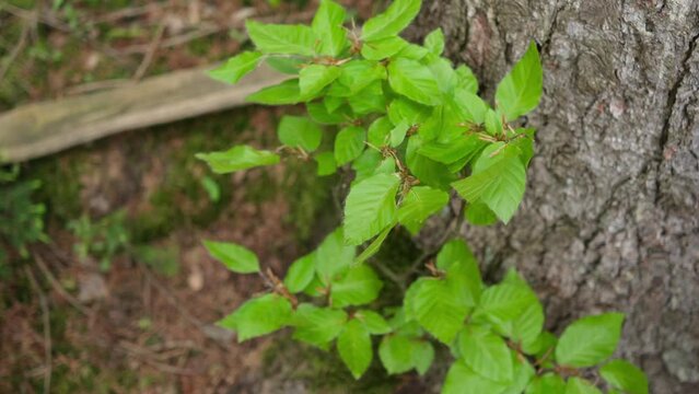 Young European beech leaves Fagus sylvatica foraging in forest