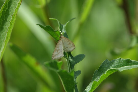 pale straw pearl moth (Udea lutealis)