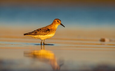 Little Stint (Calidris minuta) is is a wetland bird that lives in the northern parts of the European and Asian continents. It feeds in swampy areas.