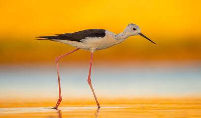 Black-winged Stilt (Himantopus himantopus) is usually feeds in freshwater areas, lake edges, seaside and river beds. It is also broadcast in Australia, New Zealand, Asia, Europe, America and Africa.