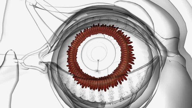 The ciliary body is found behind the iris and includes the ring-shaped muscle that changes the shape of the lens when the eye focuses