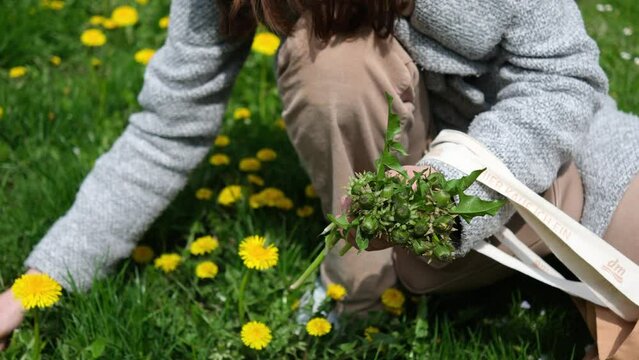 foraging edible herbs in spring: Dandilion 