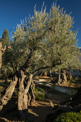 Olive tree on the Mount of Olives in Jerusalem