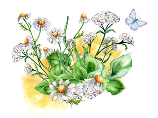 Bouquet of meadow medicinal flower, butterfly watercolor illustration isolated on white background. Daisy, camomile, plantain, achillea millefolium hand drawn. Design for label, package, postcard